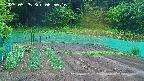 kannonmori-20250525065017.jpg