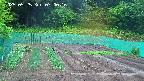 kannonmori-20250525070017.jpg