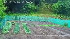kannonmori-20250525071017.jpg