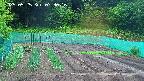 kannonmori-20250525073017.jpg