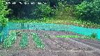 kannonmori-20250525074018.jpg