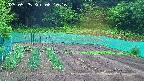 kannonmori-20250525081017.jpg