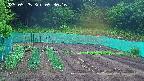 kannonmori-20250525093017.jpg