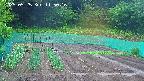 kannonmori-20250525115017.jpg