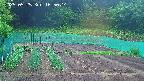 kannonmori-20250525165017.jpg