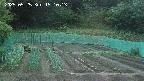 kannonmori-20250525191016.jpg