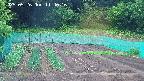 kannonmori-20250526114016.jpg