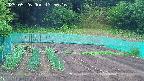 kannonmori-20250526135017.jpg