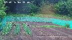 kannonmori-20250526185018.jpg