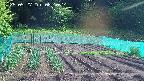 kannonmori-20250527081016.jpg