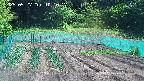 kannonmori-20250527101017.jpg