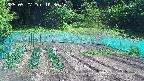kannonmori-20250527103017.jpg