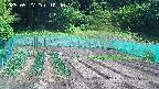 kannonmori-20250527104015.jpg