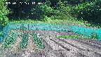 kannonmori-20250527105015.jpg