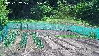 kannonmori-20250527110018.jpg