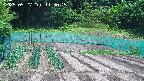 kannonmori-20250527115016.jpg