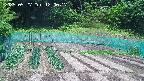 kannonmori-20250527120018.jpg