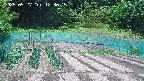 kannonmori-20250527123016.jpg