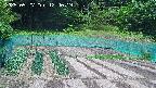 kannonmori-20250527124020.jpg