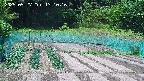 kannonmori-20250527131017.jpg