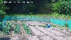 kannonmori-20250527144016.jpg