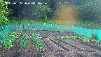 kannonmori-20250528050017.jpg