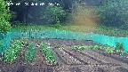 kannonmori-20250528052017.jpg