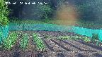 kannonmori-20250528061017.jpg