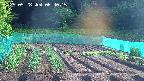 kannonmori-20250528064015.jpg