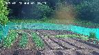 kannonmori-20250528072020.jpg