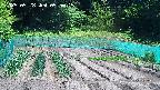 kannonmori-20250528095016.jpg
