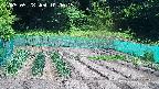 kannonmori-20250528100016.jpg