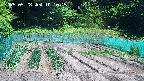 kannonmori-20250528101017.jpg