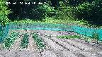 kannonmori-20250528103017.jpg