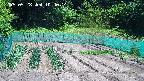 kannonmori-20250528104016.jpg