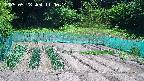 kannonmori-20250528110015.jpg