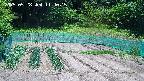 kannonmori-20250528114017.jpg