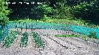 kannonmori-20250529103015.jpg