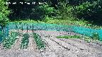 kannonmori-20250529104016.jpg