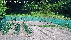 kannonmori-20250529112018.jpg