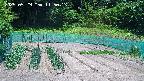 kannonmori-20250529115015.jpg