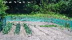 kannonmori-20250529121015.jpg