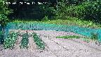 kannonmori-20250529130015.jpg