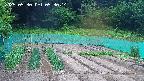 kannonmori-20250530053015.jpg