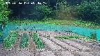 kannonmori-20250530054017.jpg