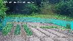 kannonmori-20250530055017.jpg