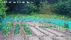 kannonmori-20250530060017.jpg