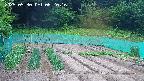 kannonmori-20250530062017.jpg