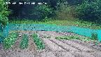kannonmori-20250530065017.jpg