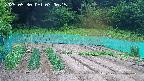 kannonmori-20250530070016.jpg